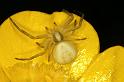 Misumena_vatia_D4935_Z_89_Les Gris_Frankrijk